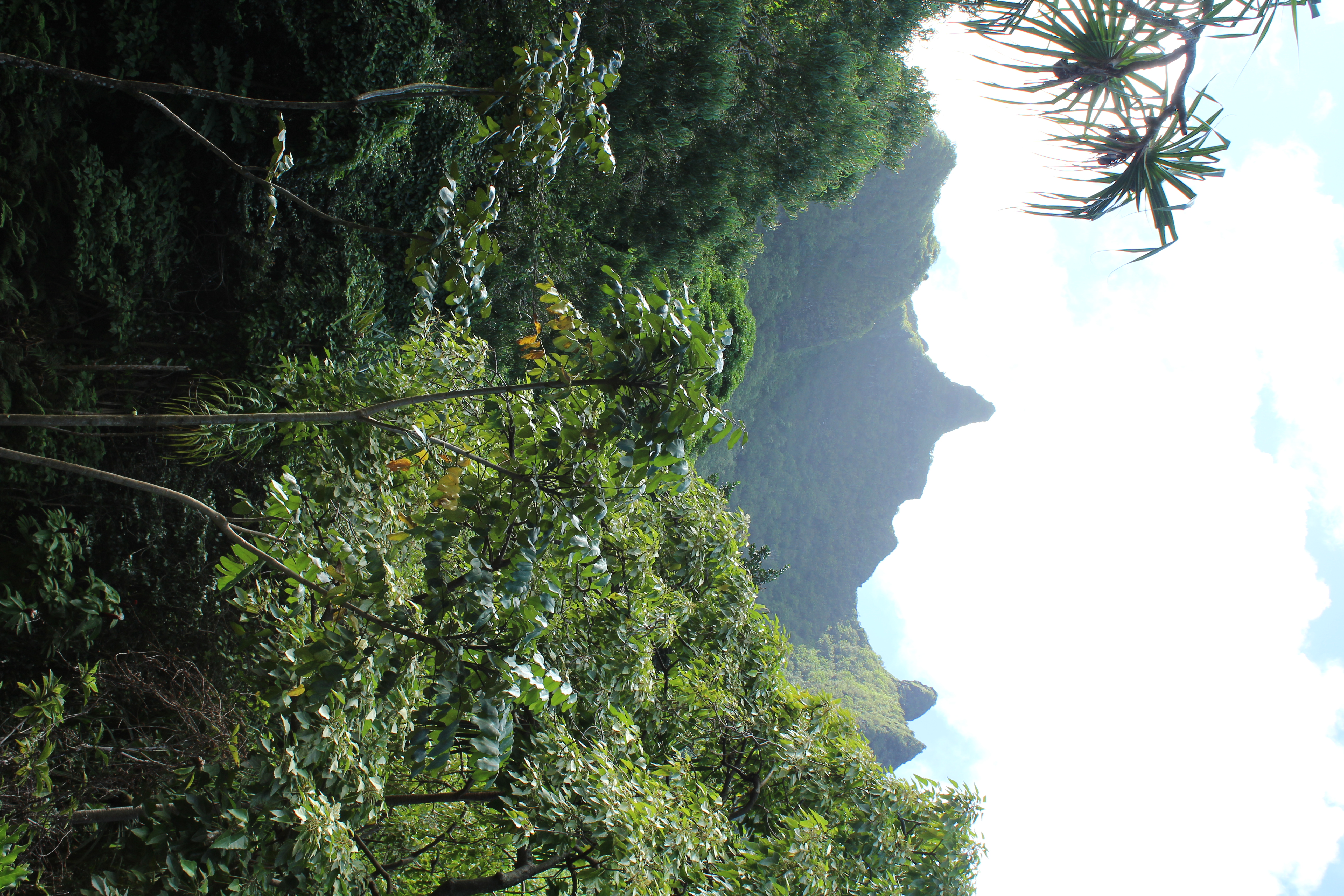 Majestic mountain peak above Limahuli Garden.